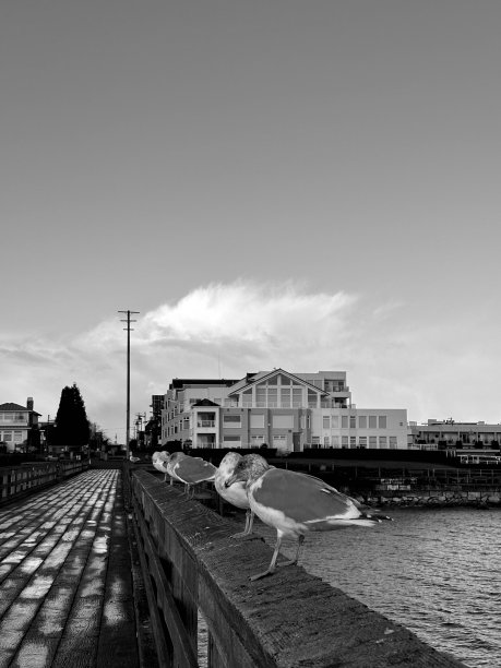 一张几只海鸥在木栏杆上的黑白照片图片下载