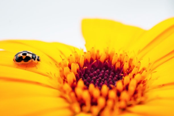 小公主龟宝宝瓢虫走向中心的橙色金盏花。图片下载