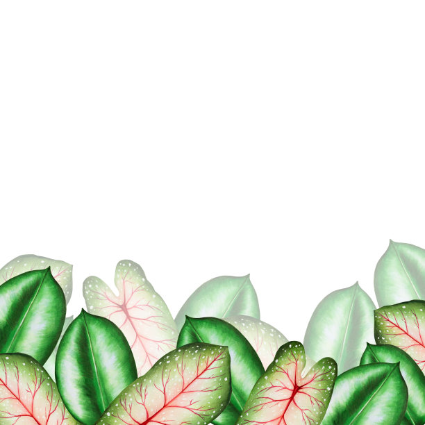 水彩框架与现实的热带树叶。在白色背景上孤立的怪物，钙化，无花果叶的插图。美丽的植物手绘花卉元素。适合设计师，水疗装饰，明信片，婚礼，问候，壁纸，wra图片下载