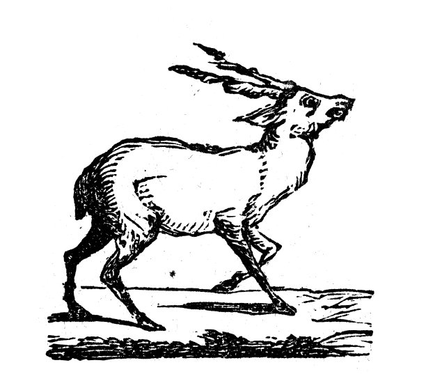 古色古香的白鹿插图图片下载