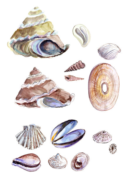 贝壳和海草图片下载