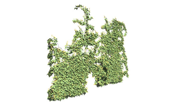 攀援植物藤蔓孤立在白色背景3d插图图片下载