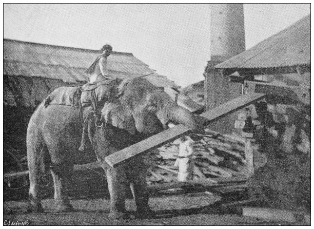 古董图:在缅甸工作的大象图片下载