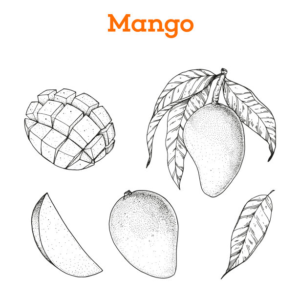 芒果水果手绘集合，图形元素。矢量插图。芒果草图菜单设计，小册子插图。黑色和白色。芒果插图。可用于包装图片下载