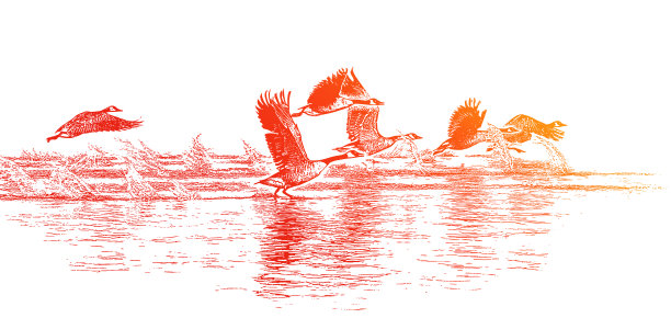 一群加拿大鹅在飞翔图片下载