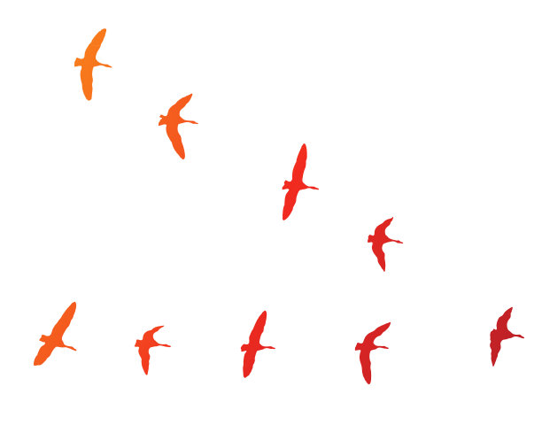 加拿大:排成v字形飞行的大雁图片下载