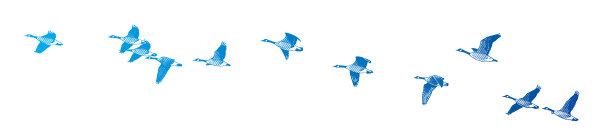 列队飞行的大雁图片下载