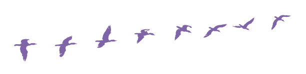 鸬鹚飞行时的连续镜头图片下载