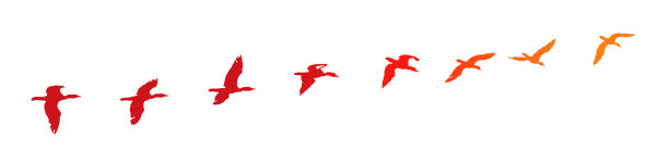 鸬鹚飞行时的连续镜头图片下载