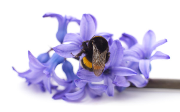 一只美丽的大黄蜂在蓝色的gatsina上。图片下载