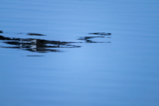 湖上一只加拿大鹅追逐另一只鹅的倒影图片下载