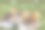 数码绘画的特写资料拍摄的加拿大鹅小鹅躺在绿色的草地上，覆盖着雏菊。图片下载