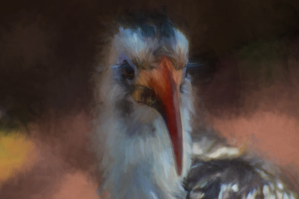 冯德肯犀鸟的数码画图片下载