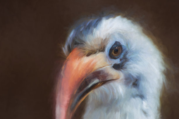 冯德肯犀鸟的数码画图片下载