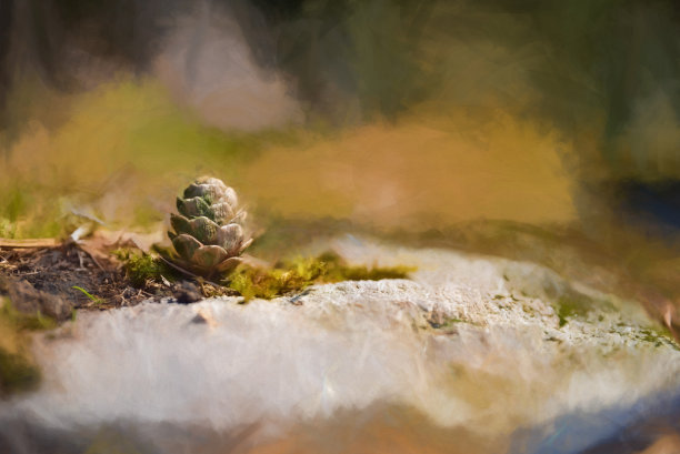 数码绘画的年轻针叶树松果芽孤立在自然环境。图片下载