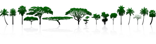 高度详细的树木剪影图片下载