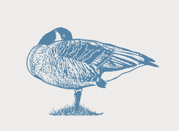 加拿大鹅一边睡觉一边单腿站立图片下载