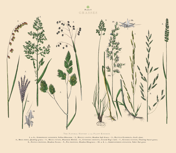 草，植物王国，维多利亚植物插图，大约1853年图片下载