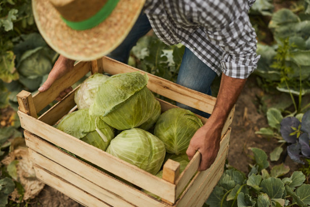 背着一箱卷心菜的无名农民图片下载