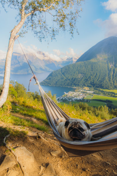 可爱的狗狗在吊床上放松，欣赏着挪威夏季峡湾的美景图片下载