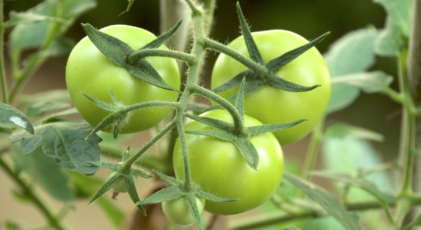 树枝上有四个西红柿图片下载