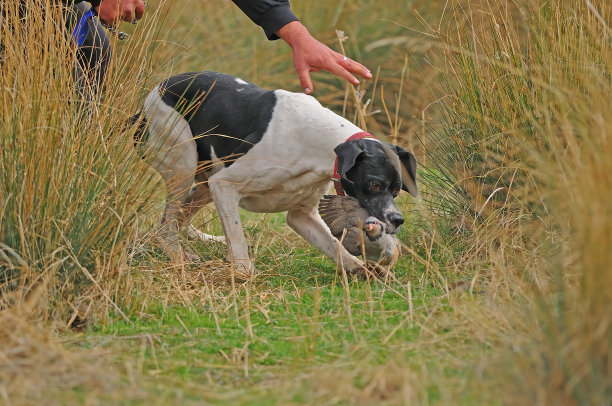 猎狗抓住了那只鸟。图片下载