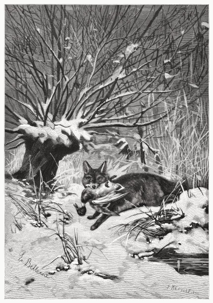 狐狸和猎物，木版画，出版于1885年图片下载
