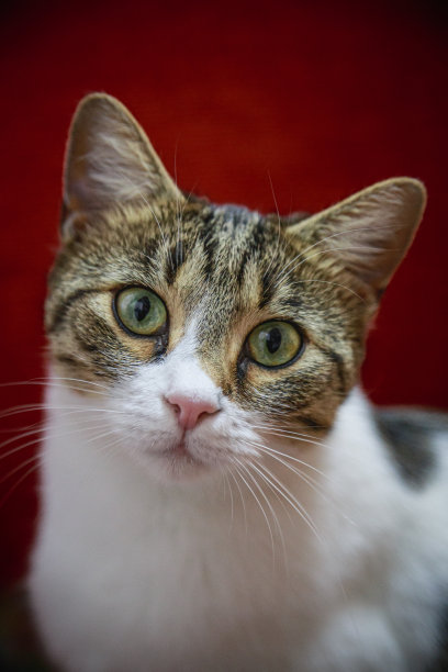 白色虎斑白花猫盯着相机图片下载