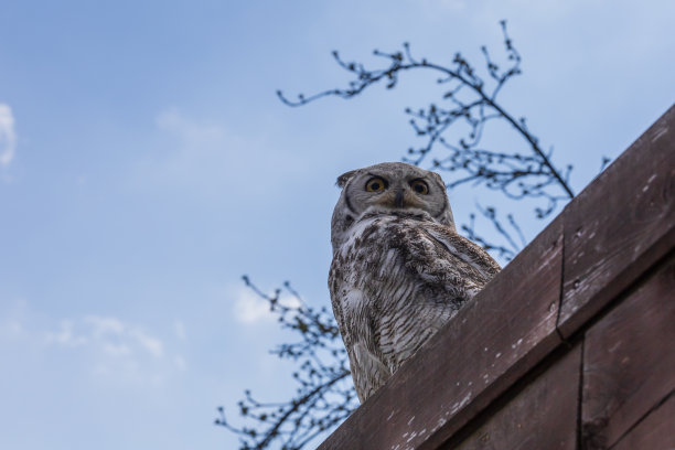 大西西伯利亚鹰鸮栖息在树枝上。图片下载