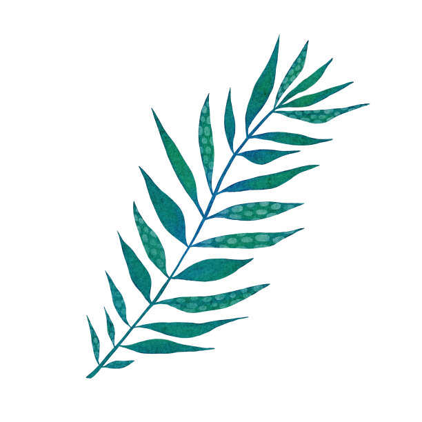 水彩热带叶。绿色的棕榈叶孤立在白色背景。图片下载