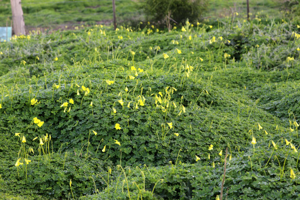 普通黄酢叶草(Oxalis stricta)的绿色地毯，上面有黄色的花朵(图片来源:Sanjiv Shukla)图片下载