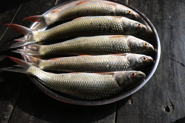 罗虎鱼。图片下载