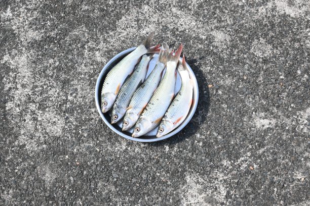 罗虎鱼。图片下载