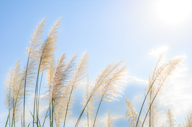 草地上的花图片下载