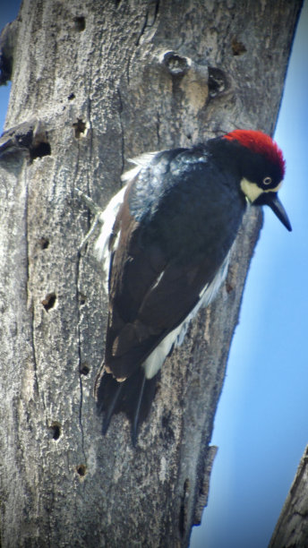一只成年红头橡子啄木鸟(melanerpes formicivorus)粘在一棵死橡树的侧面。图片下载