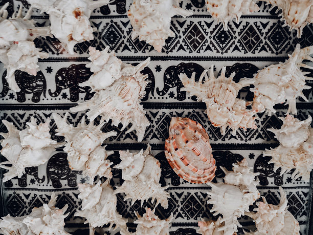 墙上装饰着一排扇贝。图片下载