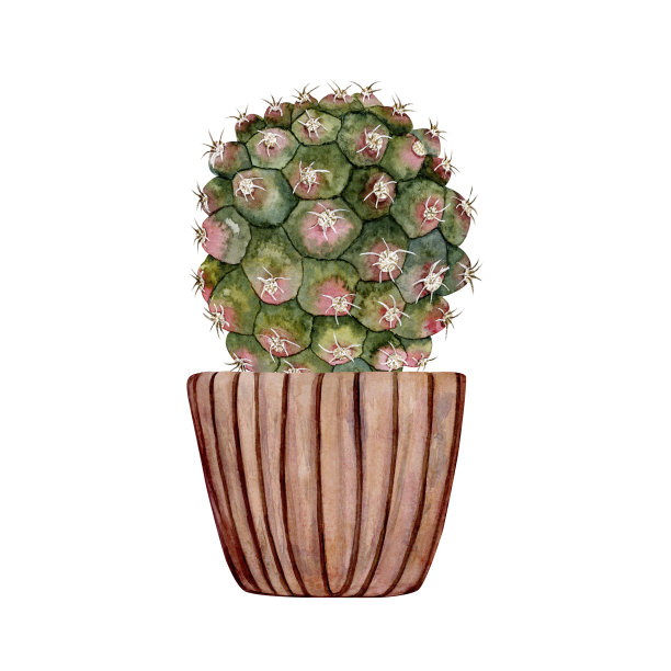 粉色陶罐里的仙人掌，粉色绿色的仙人掌。家工厂。水彩插图。高质量插图图片下载