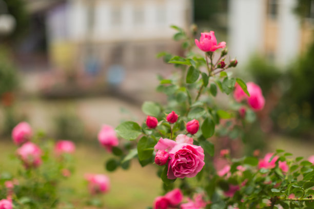 红玫瑰背景。夏天的花园。园艺图片下载