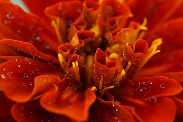 药用植物和观赏植物-阿兹特克金盏花或墨西哥金盏花;万寿菊;微距摄影图片下载