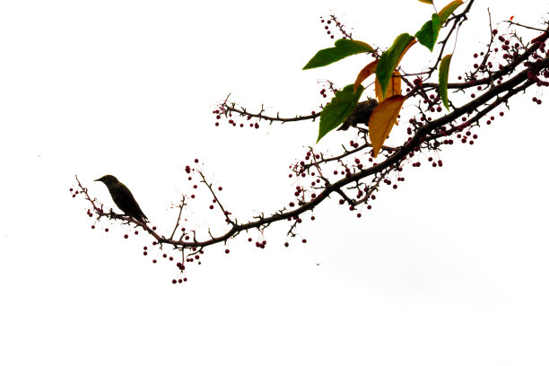 树枝上的鸟图片下载