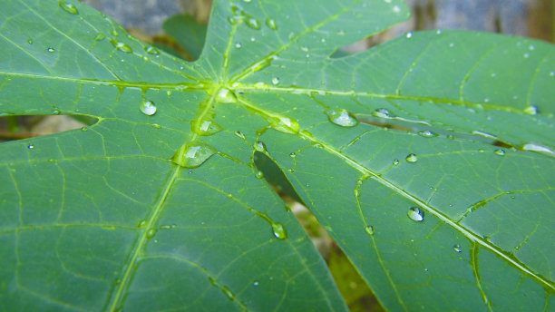 水在树叶上的股票照片图片下载