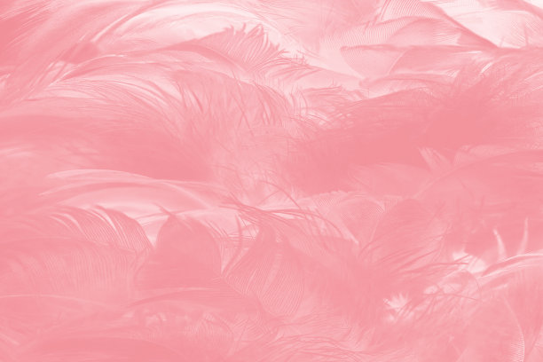 美丽柔软的粉红色羽毛图案纹理背景图片下载
