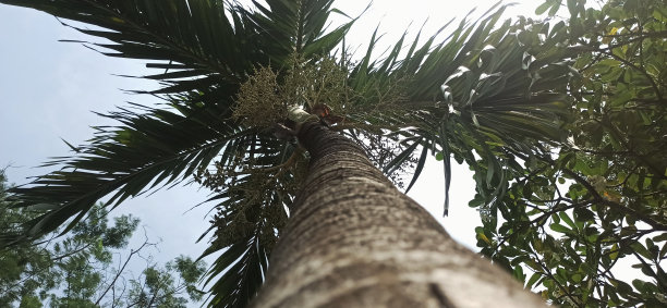 棕榈树图片下载