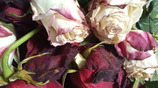 干玫瑰。一束干花。植物标本。图片下载