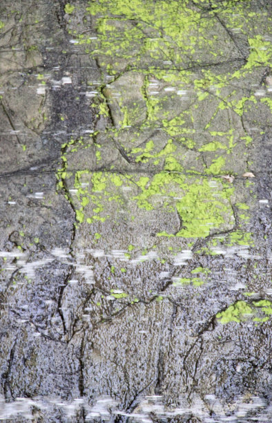 一个人撑着伞走在人行道上的照片，有一只黑色的鸟站在水里的一块石头上图片下载