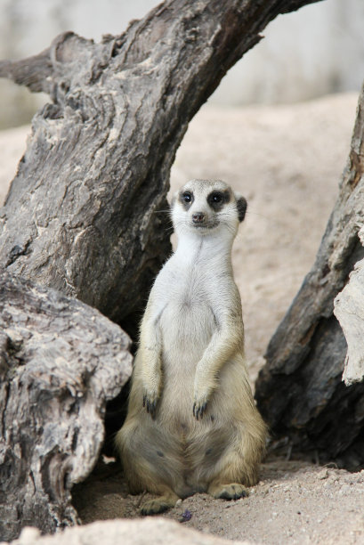一张照片上一只小猫鼬站在树前，还有一只小动物站在树旁的沙滩上图片下载