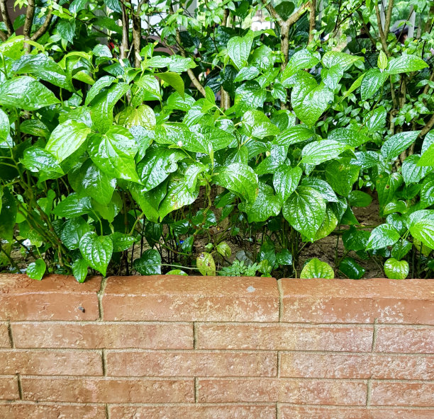 一张砖墙的照片，里面有一个花盆，里面种满了绿色的植物，还有一个花盆，里面长着一束绿叶图片下载