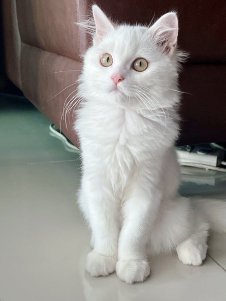 一张照片上一只白猫坐在沙发旁边的地板上，沙发旁边的地板上有一只白猫图片下载