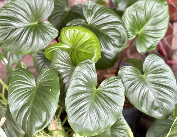 一张植物的照片，在一个花盆里有一个大的绿叶，有一个植物，它有很多叶子图片下载