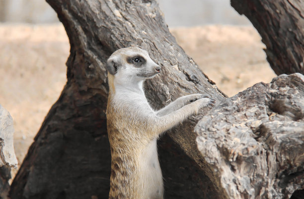 一张用后腿站立的小动物的照片，有一只用后腿站立的小动物图片下载